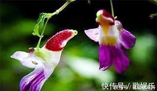好语如珠