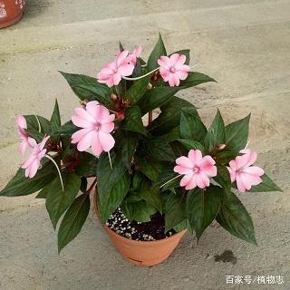 纇