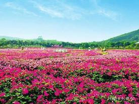大呼小叫
