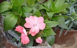 过时黄花