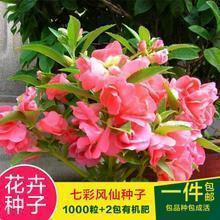 辩口利舌