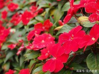 2020鼠年除夕夜微信祝福语简短