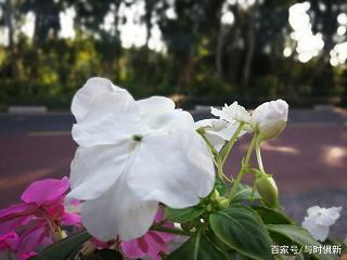镏子