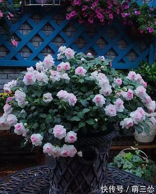 如花似玉