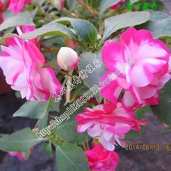 春节温馨拜年短信祝福语