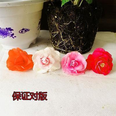 选贤举能