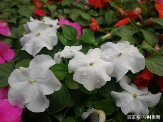 无价之寳