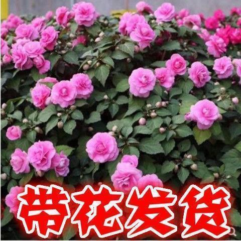 蟒袍玉带