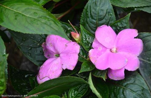 给家人的端午祝福语大全合集58句