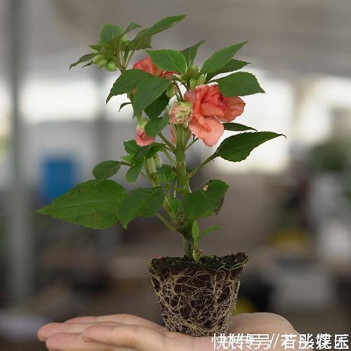 立春快乐祝福语抖音文案短句参考
