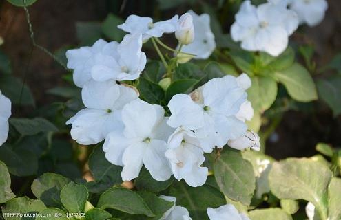 老板生日祝福语创意