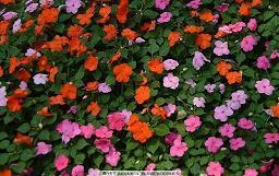 牛年春节祝福短信