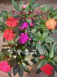 膕