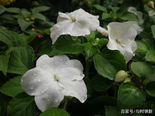 正大不阿