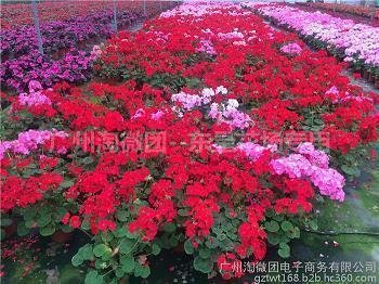 西安疫情正能量句子 关于西安疫情的文案(精选33条)