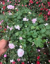 2020愚人节整人短信30条