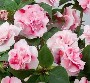 早晨给女孩的问候短信