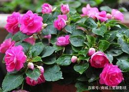 青裳
