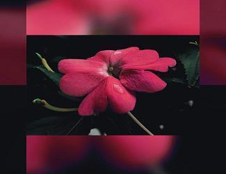 恣无忌惮