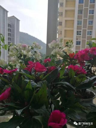 鯉