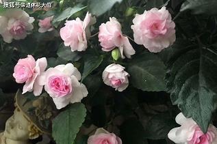 虎年祝福语视频文案 虎年祝福语大全(精选48条)