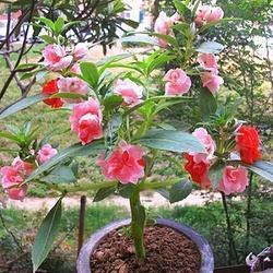 负重吞污