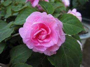 草行露宿