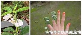 捻