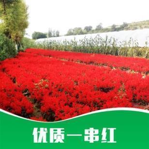绮衣