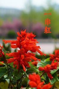 飨帝