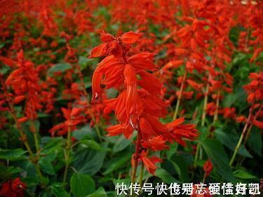 糙