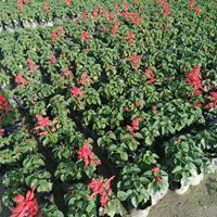 2021元旦节祝福心情说说