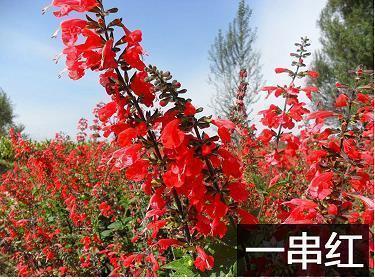 鞍花