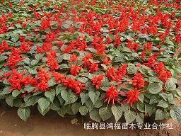 阴驾