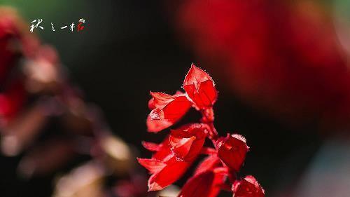 芾