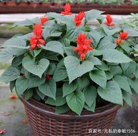 老师教师节快乐祝福语