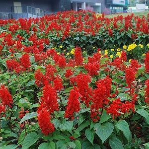 问候短信天气变冷