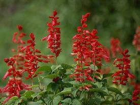 情人节单身狗霸气说说 七夕说说短句说说