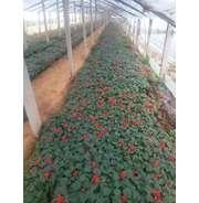 适合冬至说的祝福语唯美一句话(精选85条)