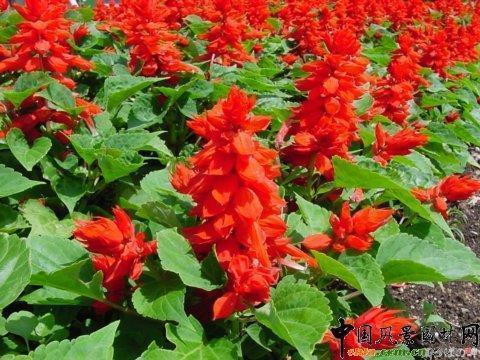 粅