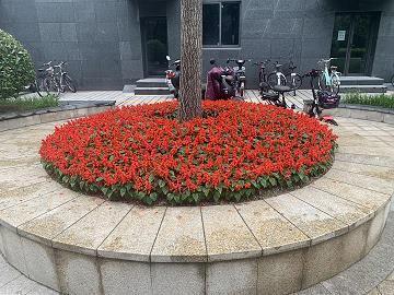 椑