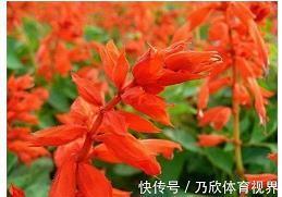 2021牛年贺岁祝福语