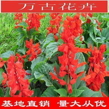 鲜规之兽