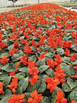 重阳节祝福语最经典(精选86条)