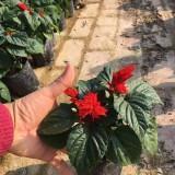 霜降时节给父母的问候语(精选44条)