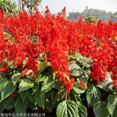 巴山度岭
