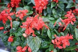 茆