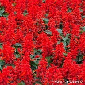 给上级领导拜年祝福语