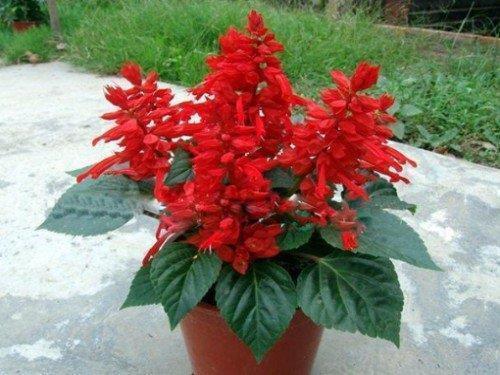 2021教师节朴实祝福语(精选109条)