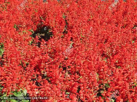 老公情人节祝福语2020